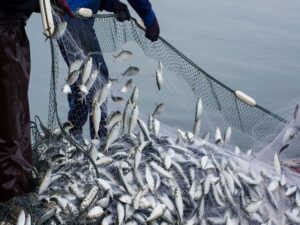 قیمت شناور تور ماهیگیری